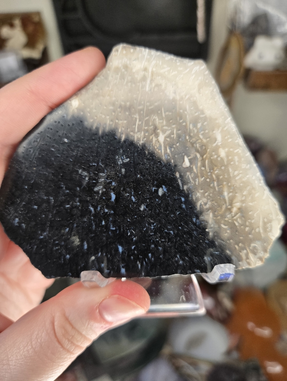 Fossilized Coconut W/ Opal Specimen W/ Holder